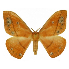 /filer/webapps/moths/media/images/G/griveaudi_Maltagorea_AF_Basquin.jpg