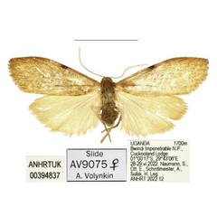 /filer/webapps/moths/media/images/T/tryphosa_Acanthosia_AF_ANHRT.jpg