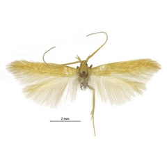 /filer/webapps/moths/media/images/V/vansoni_Coleophora_PTF_TMSA.jpg