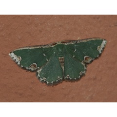 /filer/webapps/moths/media/images/F/florilimbata_Archichlora_A_DeBeer.jpg