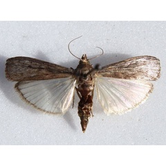 /filer/webapps/moths/media/images/N/nigrivenella_Mussidia_A_Goff.jpg