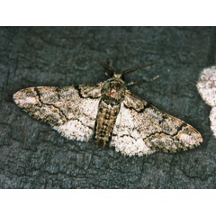 /filer/webapps/moths/media/images/A/albosignata_Omphalucha_A_Roland_01_L2PMzvR.jpg