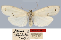 Eilema albidula