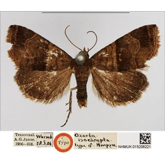 /filer/webapps/moths/media/images/I/isocampta_Ozarba_HT_NHMUK.jpg