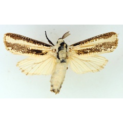 /filer/webapps/moths/media/images/A/atrifasciata_Azygophleps_AM_TMSA_02.jpg