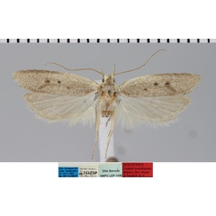 /filer/webapps/moths/media/images/T/tornilineata_Nothris_MHT_MfN.jpg