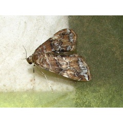 /filer/webapps/moths/media/images/A/africalis_Elophila_A_Goff_02.jpg