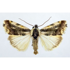 /filer/webapps/moths/media/images/N/nephele_Acontia_AM_Aulombard_02.jpg