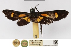 Marmax vicaria