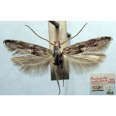 /filer/webapps/moths/media/images/P/pellochroa_Photodotis_HT_TMSA.jpg