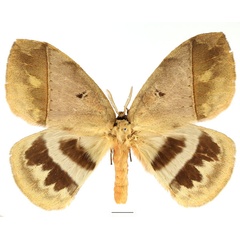 /filer/webapps/moths/media/images/E/eurymas_Jana_AM_Basquin_03.jpg