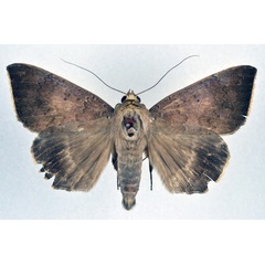 /filer/webapps/moths/media/images/A/albicilia_Achaea_A_NHMO.jpg