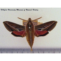 /filer/webapps/moths/media/images/C/charis_Basiothia_AF_OUMNH.jpg