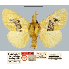 /filer/webapps/moths/media/images/E/eurybia_Euproctis_HT_MNHN.jpg