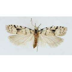 /filer/webapps/moths/media/images/I/impavida_Carposina_AF_TMSA.jpg