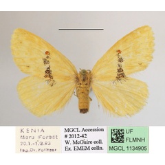 /filer/webapps/moths/media/images/I/iridescens_Euproctis_AF_MGCLa_02.JPG