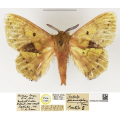/filer/webapps/moths/media/images/P/prasinosphena_Trabala_PTM_NHMUK_01.jpg