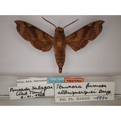 /filer/webapps/moths/media/images/A/albuquerqueae_Temnora_PT_RMCA_01.jpg