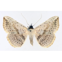 /filer/webapps/moths/media/images/M/marchalii_Maxera_AF_TMSA_02.jpg