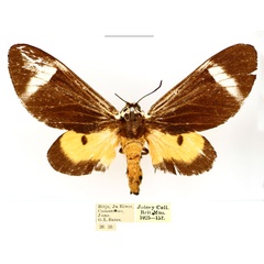 /filer/webapps/moths/media/images/E/extranea_Casphalia_AF_BMNH_0fNDNlC.jpg