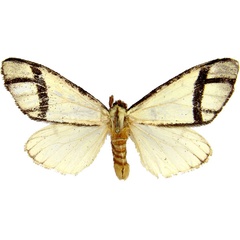 /filer/webapps/moths/media/images/S/subsordida_Epanaphe_AM_MCJM.jpg