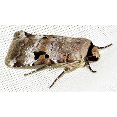 /filer/webapps/moths/media/images/A/abyssinia_Ariathisa_A_Braun_12.jpg