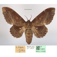 /filer/webapps/moths/media/images/A/audeoudi_Mimopacha_AF_MGCLa_01.JPG