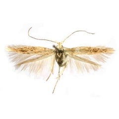 /filer/webapps/moths/media/images/K/karischella_Coleophora_PTF_Baldizzone_01.jpg