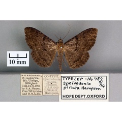 /filer/webapps/moths/media/images/P/plicata_Speiredonia_STM_OUMNH_01.jpg