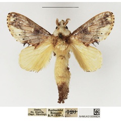 /filer/webapps/moths/media/images/M/maculata_Odontocheilopteryx_AM_NHMUK_02.jpg