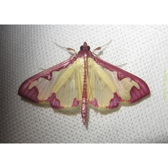 /filer/webapps/moths/media/images/P/pudoraria_Cadarena_A_Bippus_01.jpg