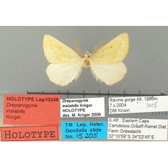 /filer/webapps/moths/media/images/I/instabilis_Drepanogynis_HT_TMSA.jpg
