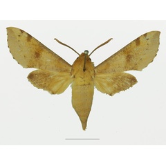 /filer/webapps/moths/media/images/D/diyllus_Hippotion_AM_Basquin_02a.jpg