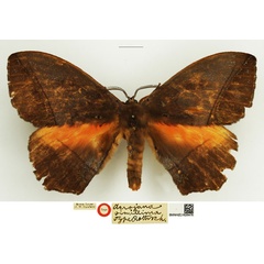 /filer/webapps/moths/media/images/S/simillima_Acrojana_HT_NHMUK.jpg