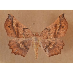 /filer/webapps/moths/media/images/M/madecassaria_Erastria_AF_Butler_02.jpg