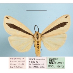 /filer/webapps/moths/media/images/S/scita_Epilacydes_AF_MGCLa_03.JPG