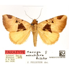 /filer/webapps/moths/media/images/A/accentifera_Marcipa_PTF_BMNH_2Quh71a.jpg