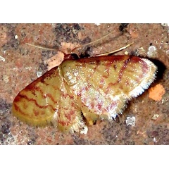 /filer/webapps/moths/media/images/A/auriflua_Idaea_A_Braun_03.jpg