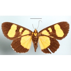 /filer/webapps/moths/media/images/D/daria_Omphaloceps_A_MGCLb_01.JPG