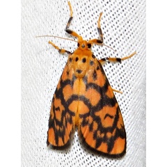 /filer/webapps/moths/media/images/S/sagenaria_Tumicla_A_Braun_13.jpg