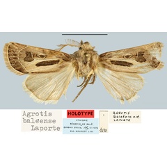 /filer/webapps/moths/media/images/B/baleense_Agrotis_HT_MNHN.jpg