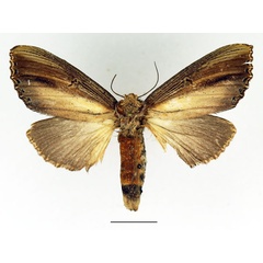 /filer/webapps/moths/media/images/A/atrata_Phalera_AF_Basquin_01_1cea9jL.jpg