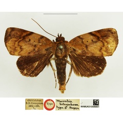 /filer/webapps/moths/media/images/H/heterochroa_Maurilia_STM_NHMUK.jpg