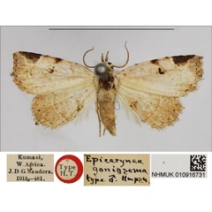 /filer/webapps/moths/media/images/G/goniosema_Epicerynea_HT_NHMUK.jpg