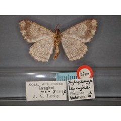 /filer/webapps/moths/media/images/L/leroyae_Xylopteryx_HT_RMCA_02.jpg