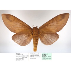 /filer/webapps/moths/media/images/I/imperialis_Gonometa_AF_MGCLa_01.JPG
