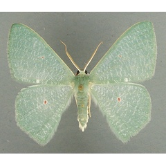 /filer/webapps/moths/media/images/P/pupillata_Prasinocyma_AM_TMSA_01.jpg