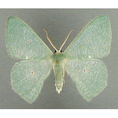 /filer/webapps/moths/media/images/P/pupillata_Prasinocyma_AM_TMSA_01.jpg