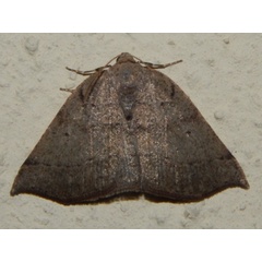 /filer/webapps/moths/media/images/O/oxyptera_Pareclipsis_A_Grobler_02.jpg