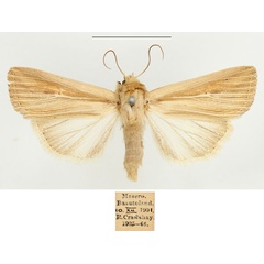 /filer/webapps/moths/media/images/I/infima_Vietteania_AF_BMNH_02.jpg